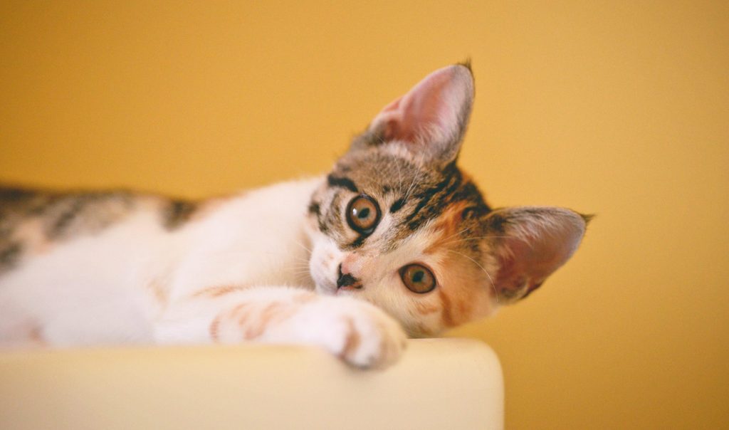 cong-h-1042229-unsplash a small kitten with big wide eyes