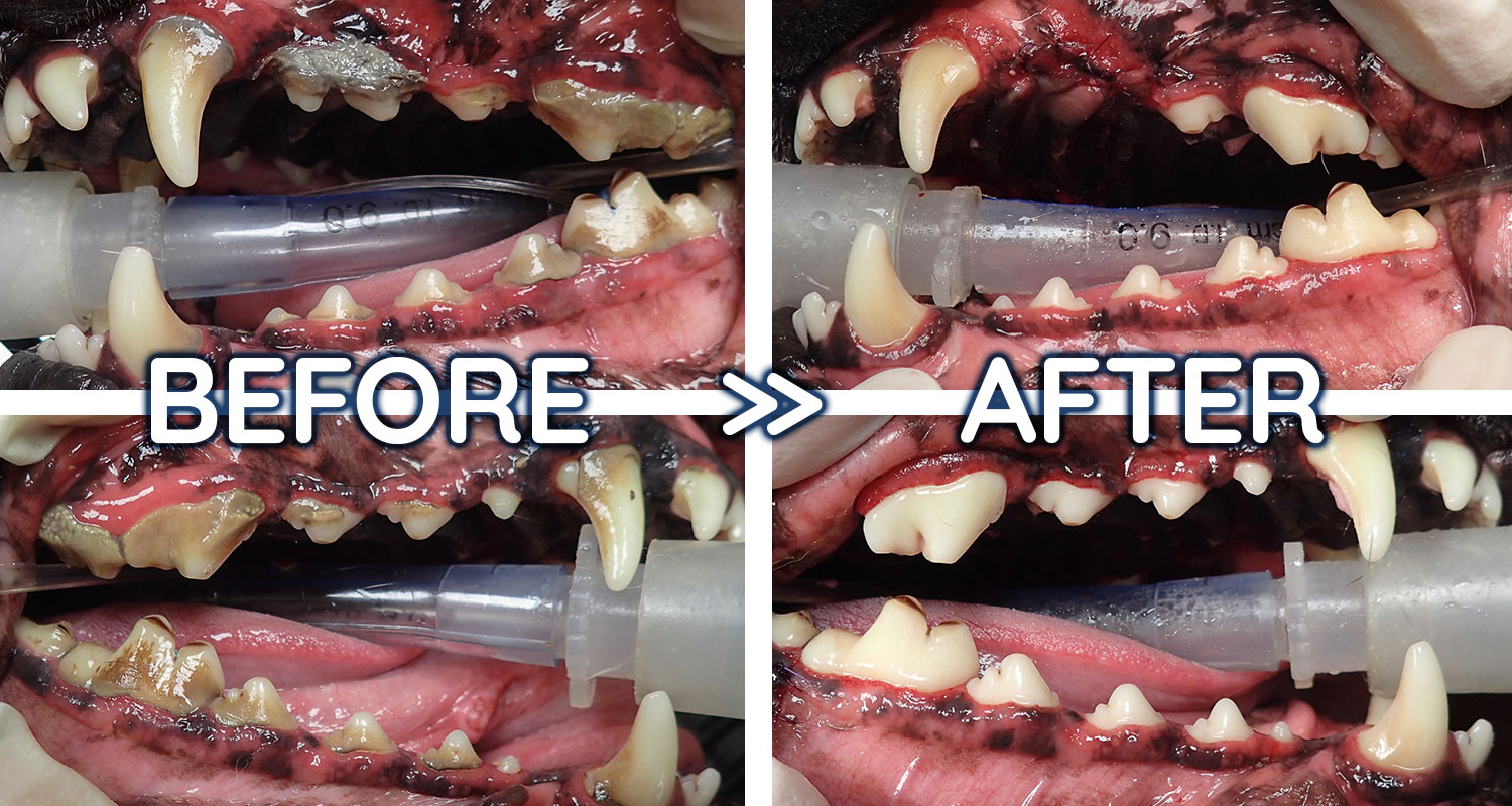 pictures of a dog's teeth comparing before and after a dental cleaning