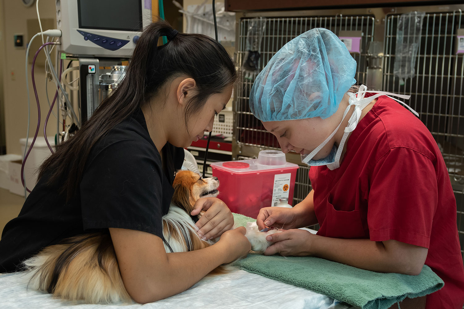LP-2019-07-23-5280-Catheter-Kazzie LP-2019-07-23-5280-Catheter-Kazzie