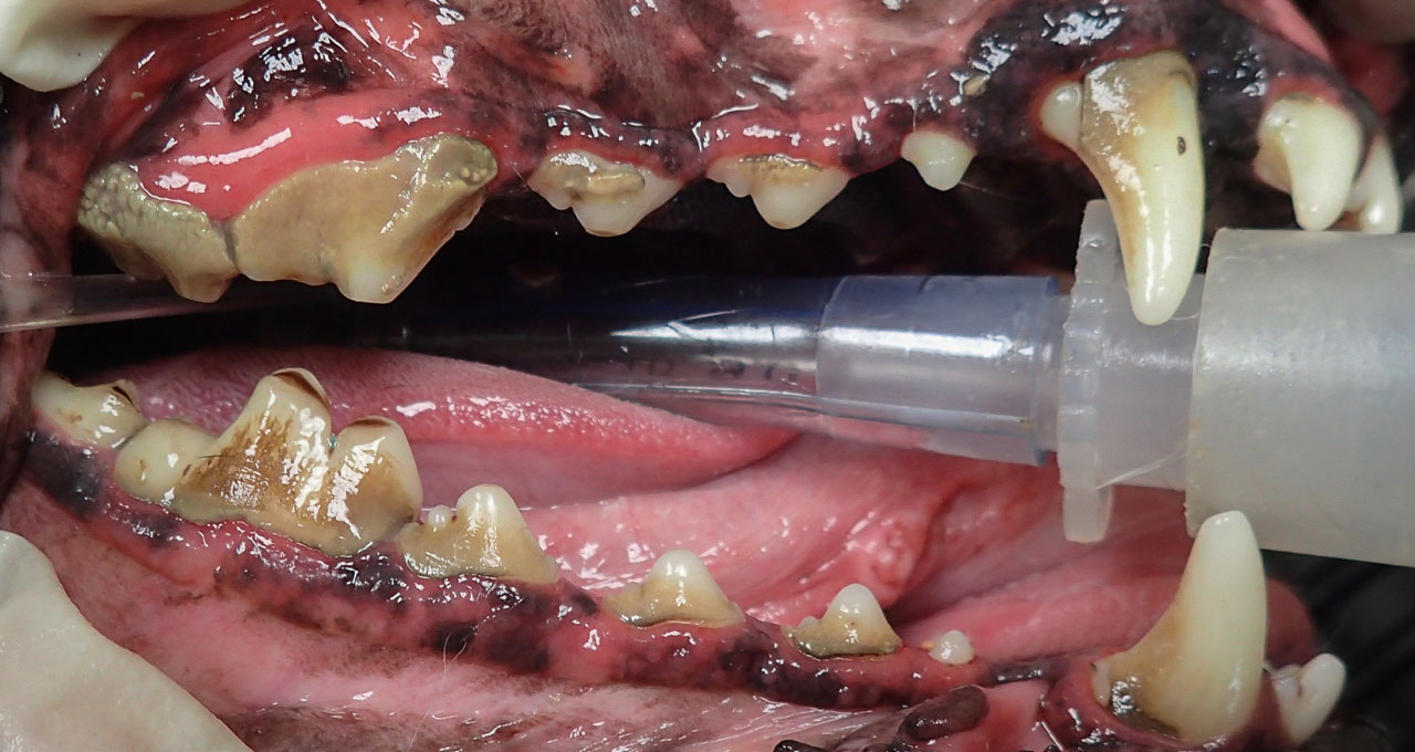 closeup of a dog's teeth before cleaning