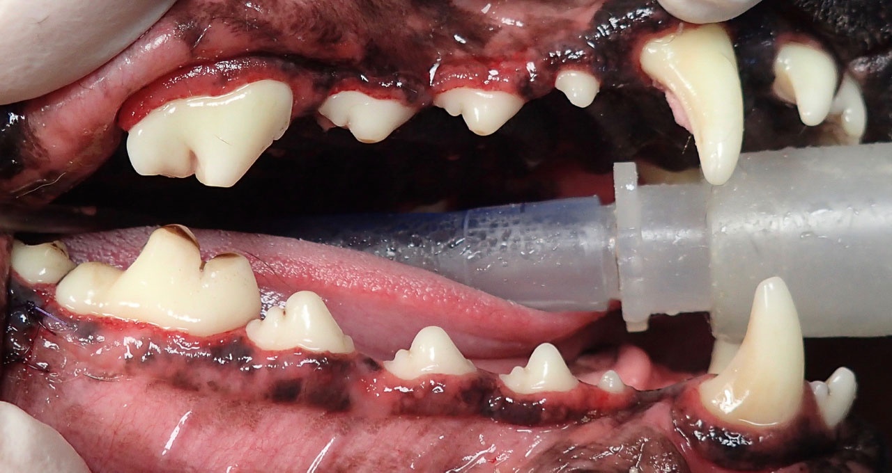 closeup of a dog's teeth after cleaning