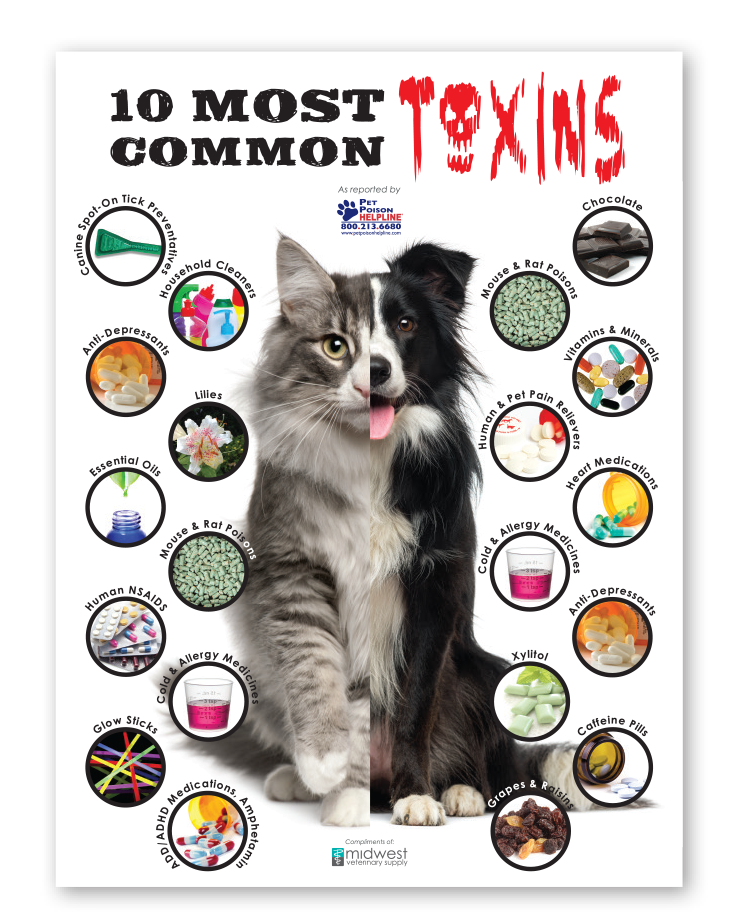 poster showing 10 most common toxins for cats and dogs