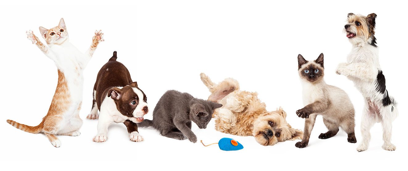 behavior_DT_55475426 playful cats and dogs