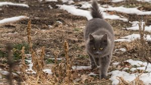 a furry grey cat outside in spring snow melt