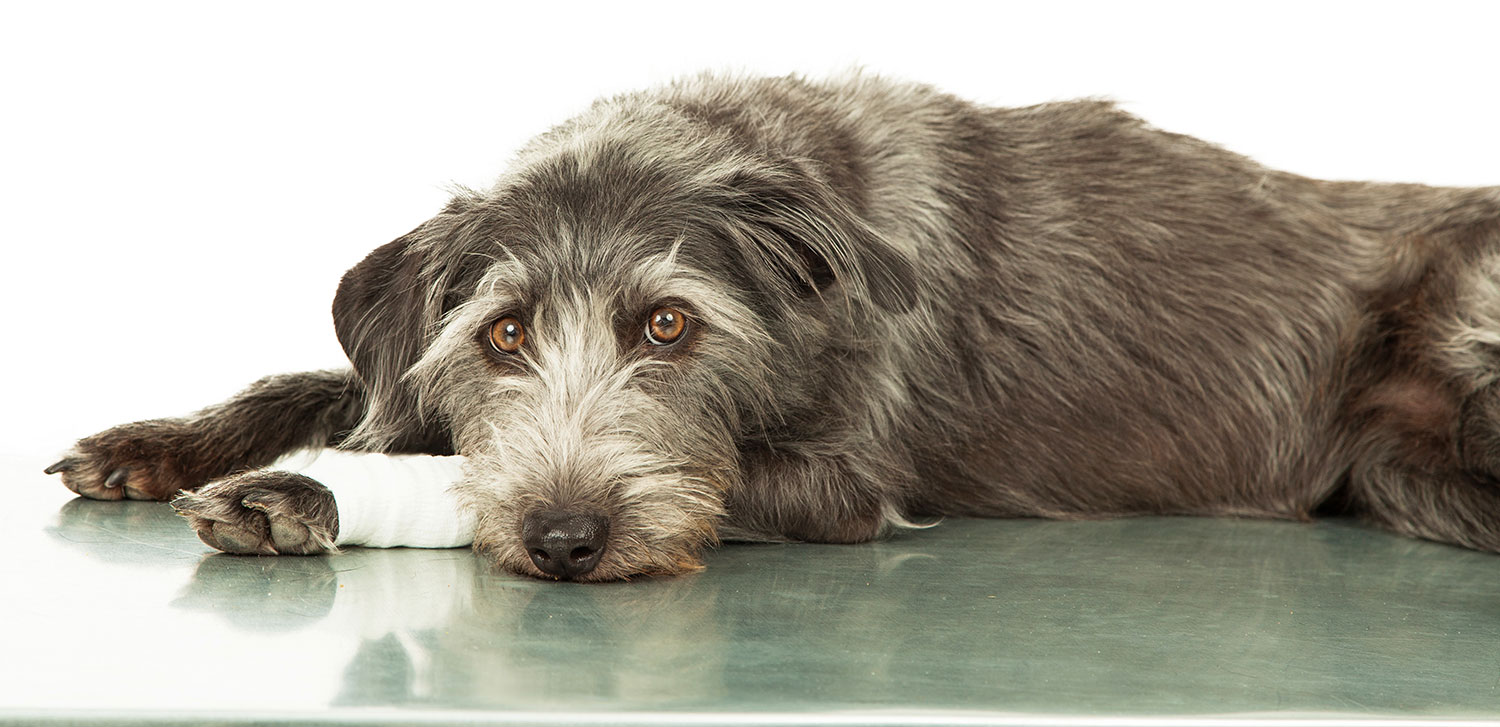 sad-looking dog on exam table with bandaged leg