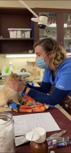 veterinary assistant petting a small dog