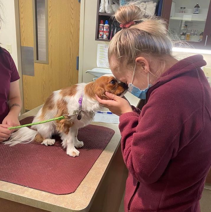 small dog sniffing a veterinary staff member