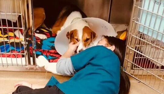 veterinary assistant petting a dog wearing a cone