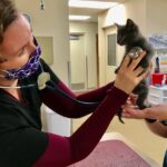 veterinarian using stethoscope on a kitten