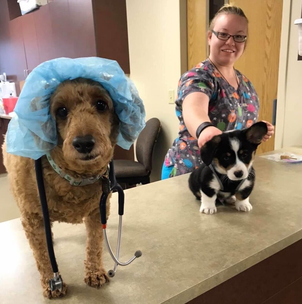 veterinary tech with two dogs wearing veterinary gear