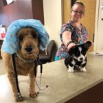 veterinary tech with two dogs wearing veterinary gear
