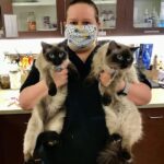masked vet tech holding two large identical cats