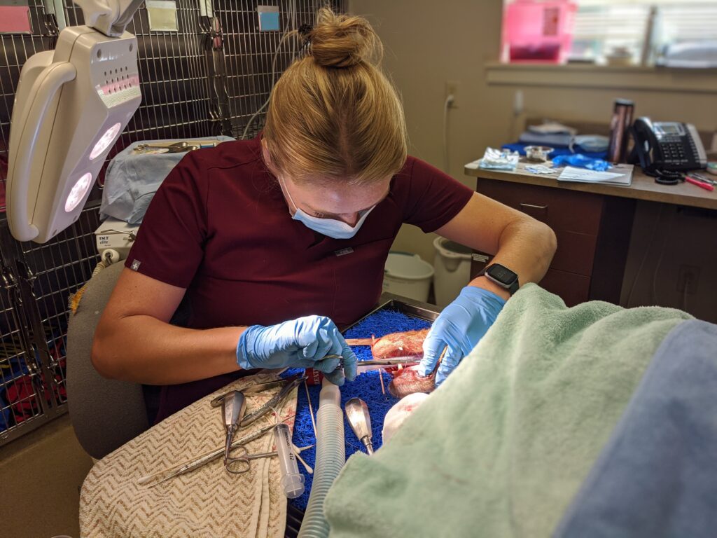 Veterinarian performing dental surgery on a dog