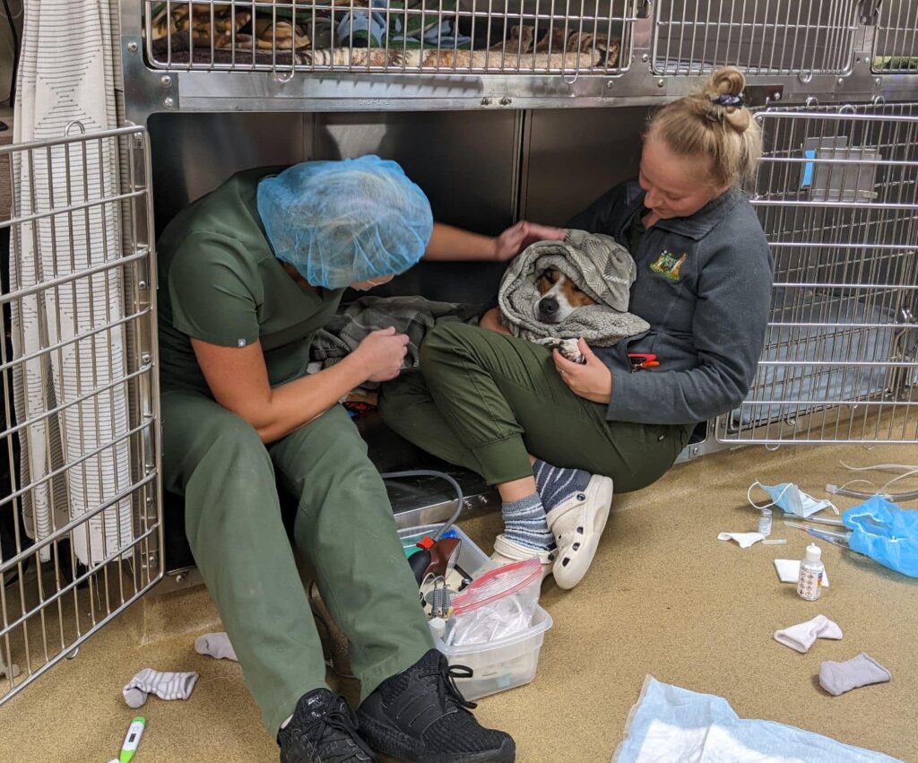 two woman in surgical protective gear petting a dog
