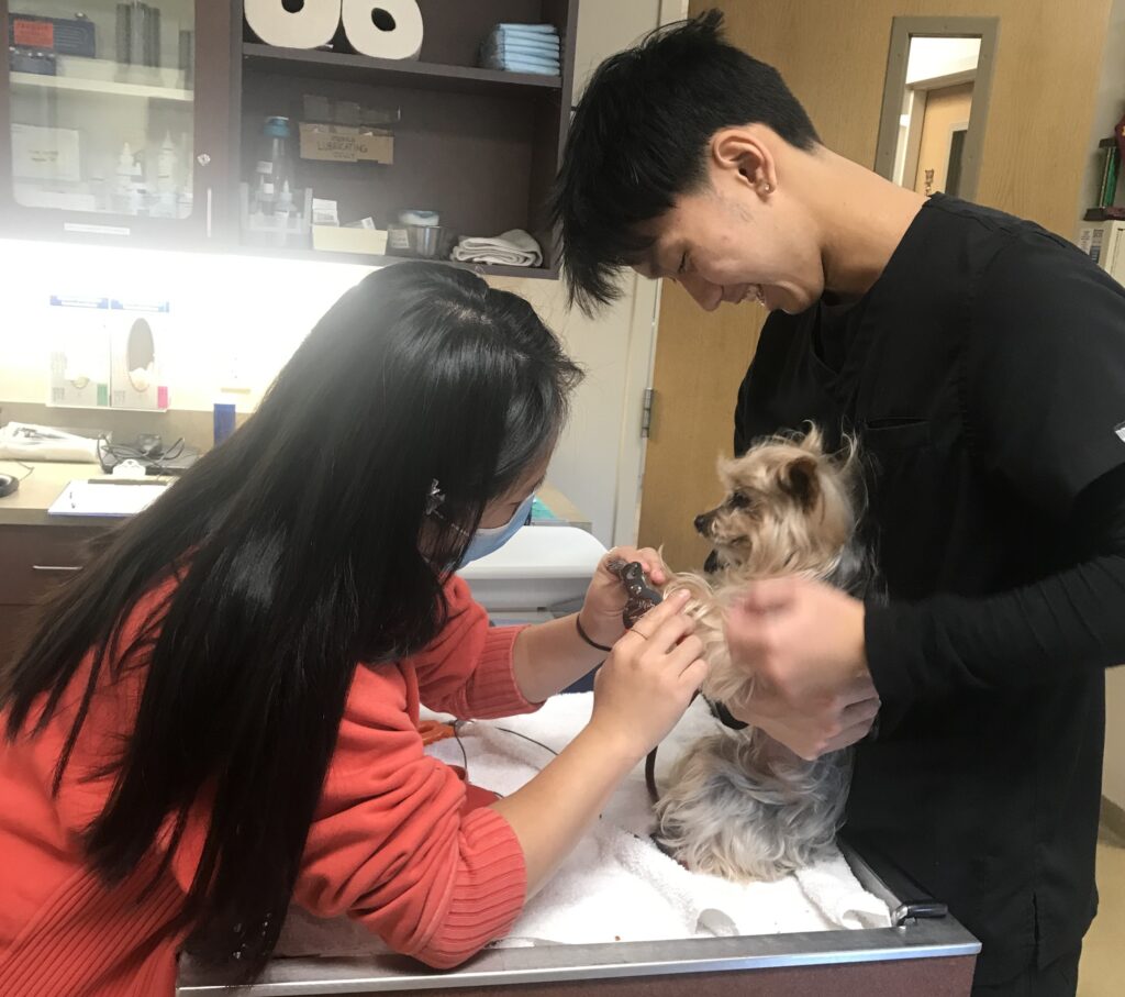 a veterinary technician trimming a dog's nails, a veterinary assistant holding the dog and smiling