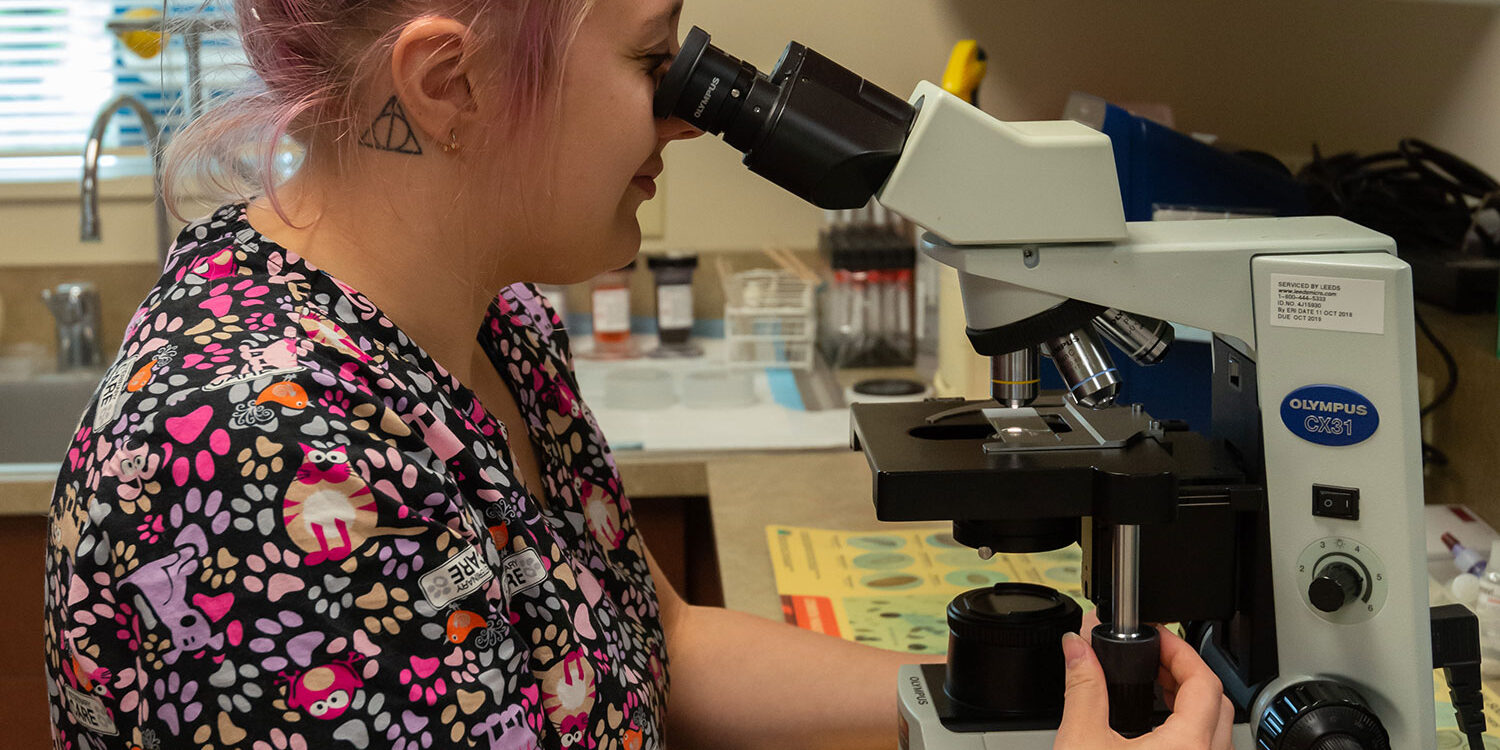 a pink haired vet tech looking in a microscope