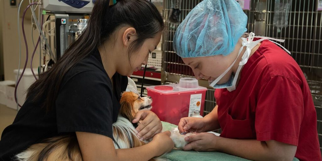 two veterinary staff inserting a catheter in the arm of a small dog