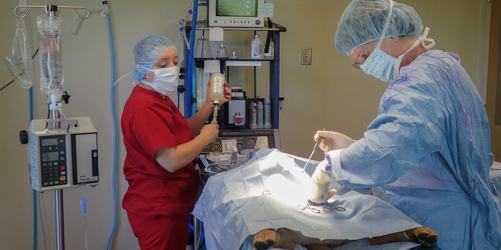 two veterinarians performing surgery on a dog