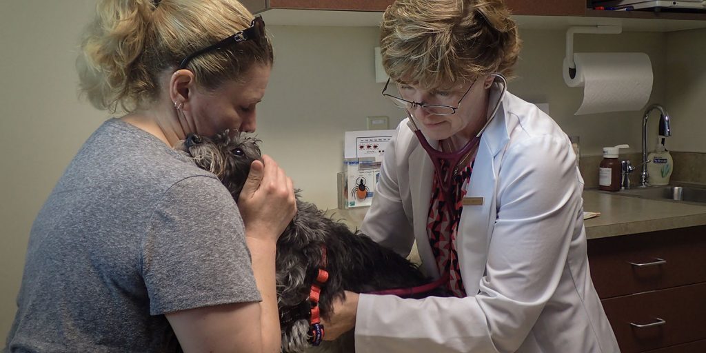 LP-2019-07-23-7230015-Lisa-exam a veterinarian examining a dog on an exam table
