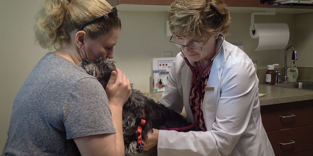 a veterinarian examining a dog on an exam table