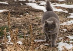 a furry grey cat outside in spring snow melt